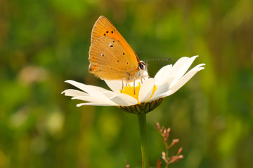 Butterfly on flower