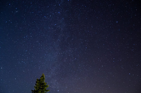 Stars above the tip of an evergreen tree