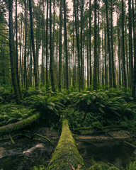 Beautiful Trees in Otways