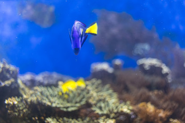 Fototapeta na wymiar Blue tropical fish swimming under water