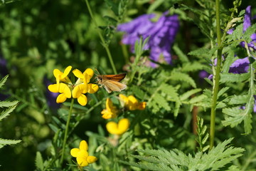 Silver Skipper