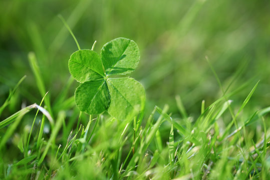 Four leaf clover in green meadow, symbol for luck and fortune, closeup with copy space