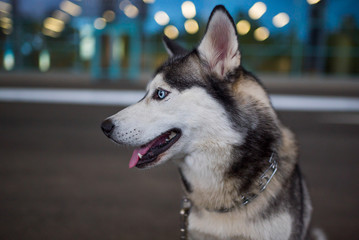  Funny Husky dog with heterochromia different eyes outdoors