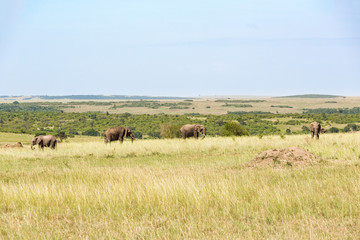 Elephants on the savanna landscape