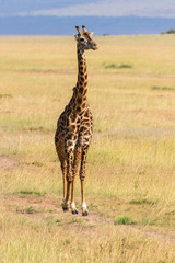 Giraffe walking on savannah