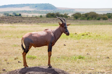 Naklejka na ściany i meble Top male on an earth mound in the savanna