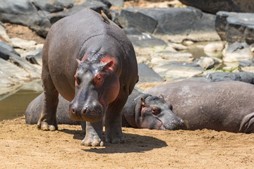 Hippo on the river bank at the river