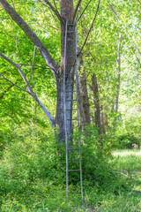 Fototapeta na wymiar Old wooden ladder leaning against a tree in the forest