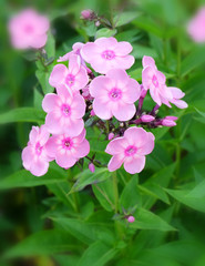 Pink phlox in the garden.