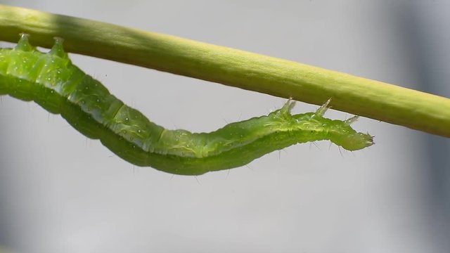 green caterpillar  walking on green branch