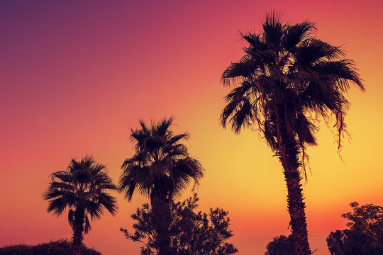 Silhouette of palm trees against pink dawn sky