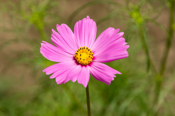 close up of a lavender wildflower standing alone