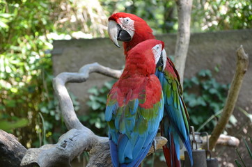 Le couple perroquets du zoo