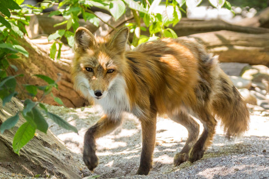 Ein Rotfuchs spaziert durch den Wald