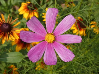 Flower Garden Cosmos (Cosmos Bipinnatus) Pink
