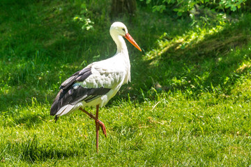 Ein Weißstorch schreitet über eine Wiese