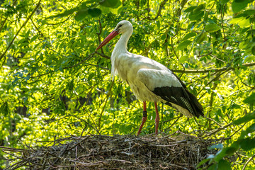 Ein Weißstorch auf einem Nest