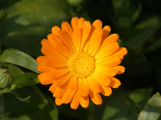Flower Marigold (Calendula Officinalis)