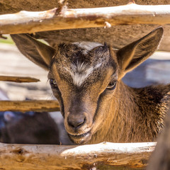 Eine junge Ziege blickt aus einem Unterschlupf hervor