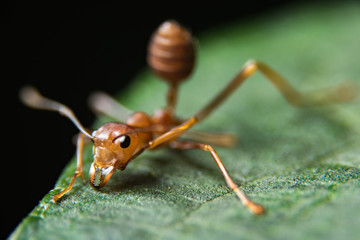 red ants
