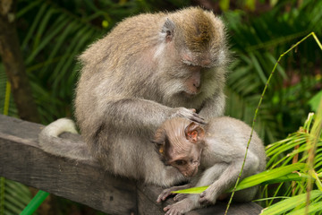 Fototapeta premium Bali - Monkey Forest