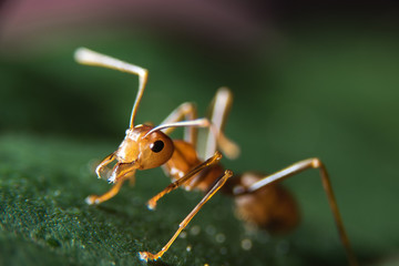 red ants