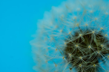 close up macro of a white dandelion on an intense  blue background