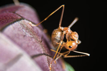 red ants