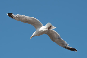 seagull in flight