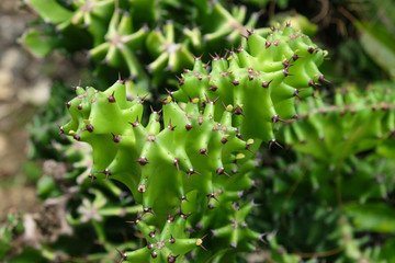tropical green cactus, close up - sparky but not dangerous