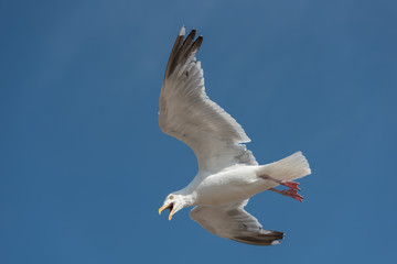 seagull in flight