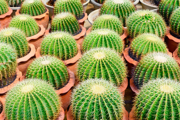 Cactus tree shop with breeding in the house