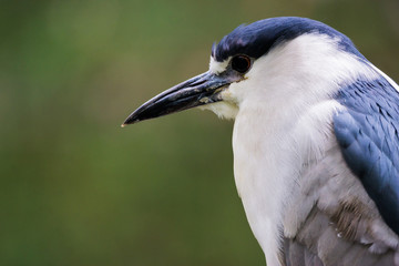 close up view and portrait of a black-crowned night heron with a green background