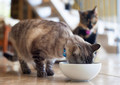 Siamese Cat Drinking Out Of A Bowl While Another Cat Watches - Jealous And Annoyed. Not Sharing.