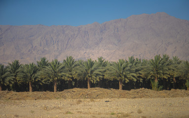 palms agriculture