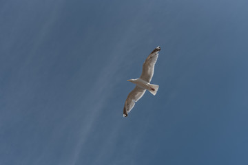 Obraz premium seagull in flight