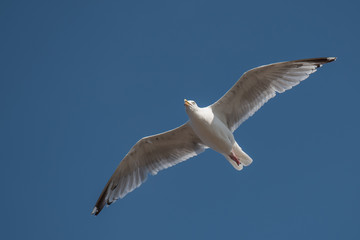 Seagull