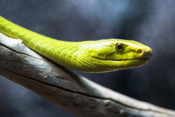 Obraz premium very poisonous green mamba resting on a dead tree branch