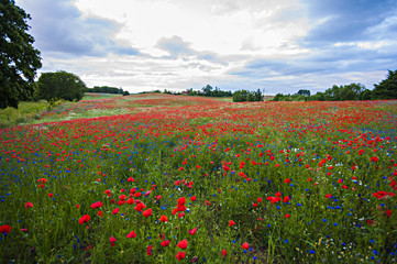 Red Wild poppies in the meadow at sunset, amazing background photo. To jest Polska – Mazury