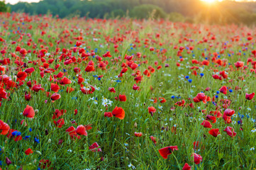 Red Wild poppies in the meadow at sunset, amazing background photo. To jest Polska – Mazury