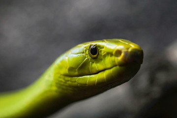 close up portrait of the extremely poisonous green mamba snake