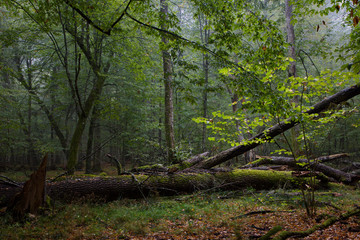 Obraz premium Rich deciduous stand with broken tree