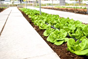 Rows of fresh lettuce farm. Plant growing in vegetable garden. Close up