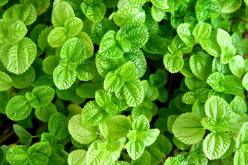Fresh mint background. Green peppermint garden. Close up