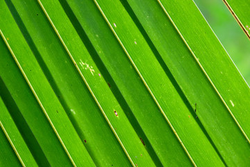 green diagonal palm leaves and veins in a tropical rain forest