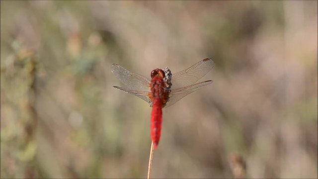 Symp&eacute;trum &agrave; nervures rouges (Sympetrum fonscolombii)