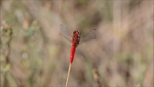 Symp&eacute;trum &agrave; nervures rouges (Sympetrum fonscolombii)