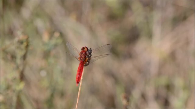 Symp&eacute;trum &agrave; nervures rouges (Sympetrum fonscolombii)