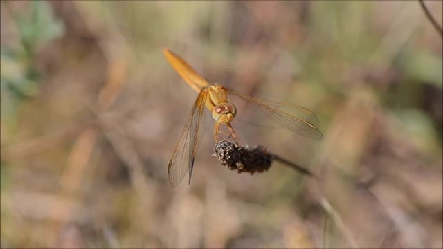 Crocoth&eacute;mis &eacute;carlate (Crocothemis erythraea)