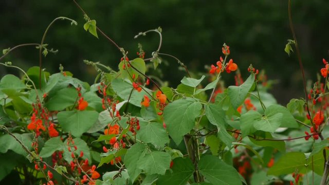 野菜畑　花豆